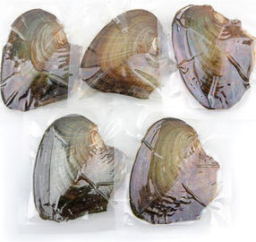 Wholesale Vacuum-packed 7-8mm A grade rice shape freshwater pearl oyster white natural Pearl Oyster