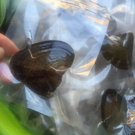 Wholesale Vacuum-packed 7-8mm A grade rice shape freshwater pearl oyster white natural Pearl Oyster