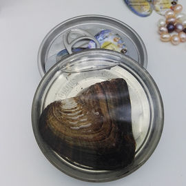 Wholesale Canned Genuine Oyster Shell Pearl In Can